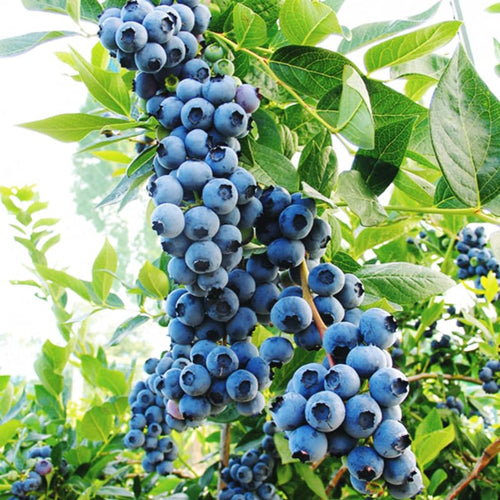 1 Blueberry Bush Live Plant 5 to 9 Inch Tall, Blueberry Plant Live for Planting, Sweet Blueberries Fruit Tree Live Plant (Misty Blueberry)