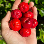 Set of 3 Acerola Cherry Trees Live Plant, 5-10 Inch Tall Tropical Fruit Plants, No Pot, Outdoor Cherry Plant in Spring, Cold Hardy