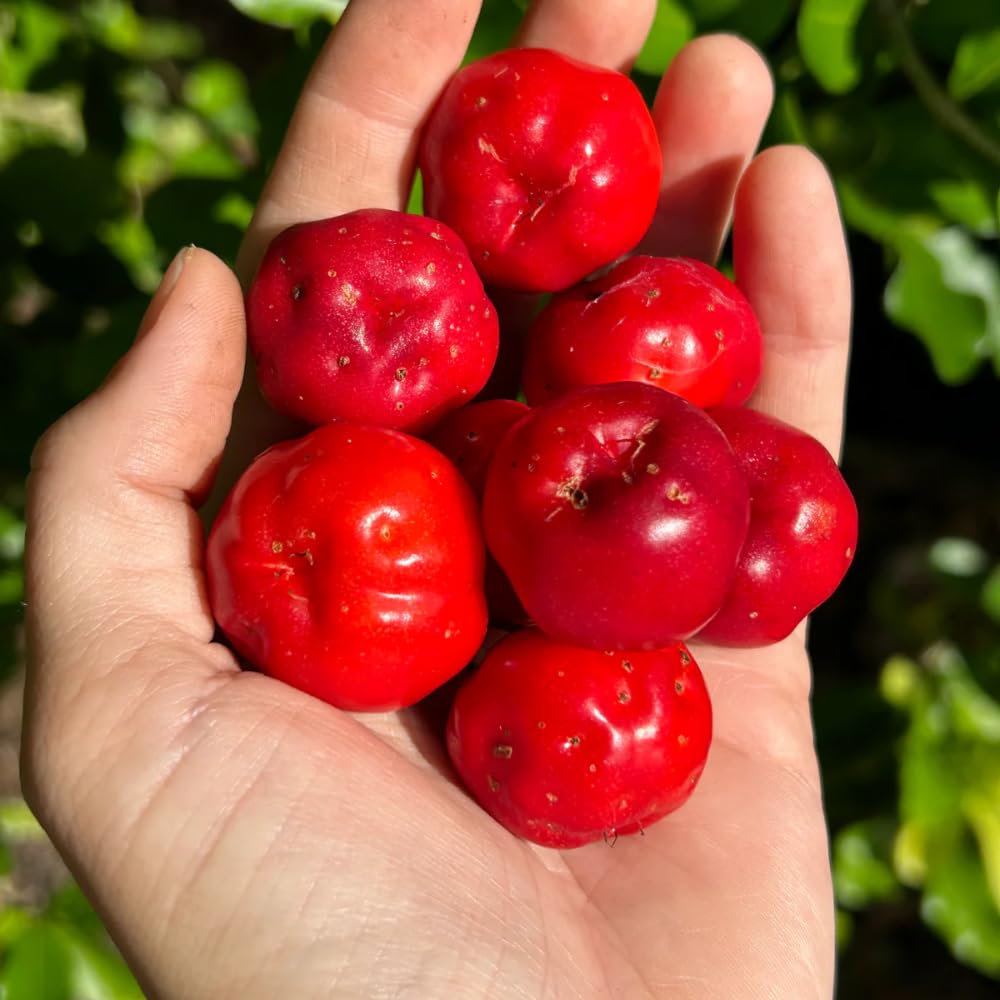 Set of 3 Acerola Cherry Trees Live Plant, 5-10 Inch Tall Tropical Fruit Plants, No Pot, Outdoor Cherry Plant in Spring, Cold Hardy