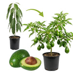 Live Large Fruit Avocado Tree Plant in 3 Gallon Pot, Cold Hardy Avocado Tree 2-3 Ft Tall, Ready to Bear Fruits