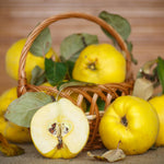 Quince Tree Live Plant, Cold Hardy Edible Fruit Tree, 2-3 Ft Tall