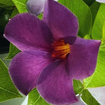 Purple Mandevilla Plants Live, Mandevilla Flower Live Plants, Live Mandevilla Vine Plant, 9 to 11 Inc Tall