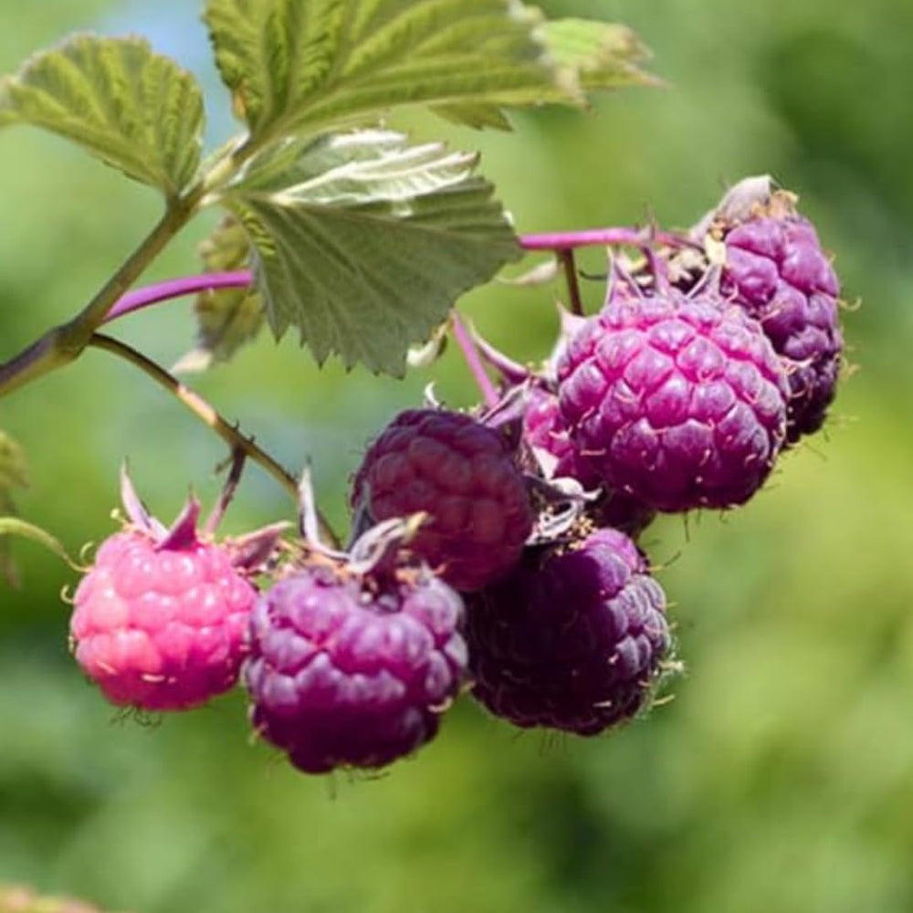 High Yield Raspberry Plants Live for Outdoor Planting, Size 5-9" in Tall, No Pot, Dormant in Winter, Cold Hardy (Glencoe)