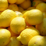 Live Yellow Lemon Tree, 3-5" Tall, Well Rooted for Planting