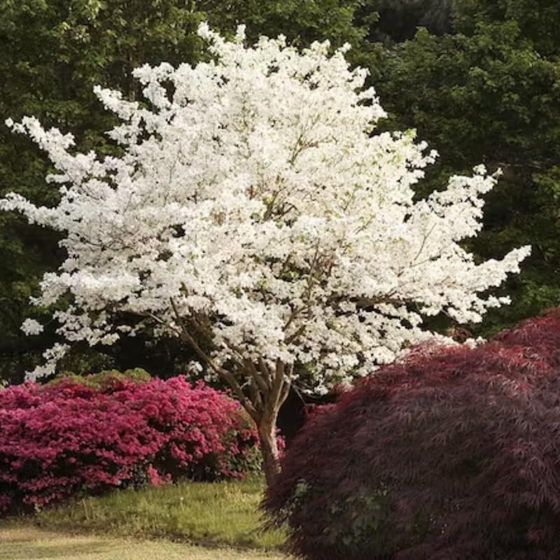 White Dogwood Trees Live Plant, 6"-1 Feet in 4" Pot Live White Flowering Dogwood Trees Shrubs for Planting Outdoors, Well Rooted