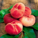 Donut Peach Live Plant, Outdoor Garden Fruit Tree, 1-2 Ft Tall