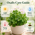 Live Oxalis Plant 5-10" Tall, Green Shamrock Perennial Plants in Pot, Well Rooted Ornamental Plant for Growing Indoor Outdoor