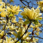 Magnolia Plant Live 6 to 12 Inches Tall, in 2.5 Inches Pot, Magnolia Tree Live Plant, Fragrant Magnolia Flowers (Yellow Bird Magnolia)