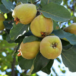 Quince Tree Live Plant, Cold Hardy Edible Fruit Tree, 2-3 Ft Tall