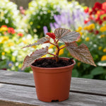 Live Begonia Plant, Indoor Flowering Houseplant, 4-8 Inches Tall, for Indoor or Outdoor Gardens (Pink Polka Dot Foliage)