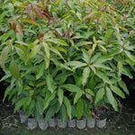 1 Year Old Mango Tree Live Plant Seedling in Gallon Pot, Fully Rooted for Zones 9-11, Cold Hardy, Ready to Planting Outdoor, Full Sun, Tommy Atkins Mango Plant, No CA