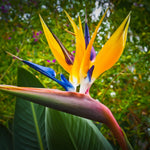 Yellow Bird of Paradise Live Plant, Strelitzia Reginae Plants Tropical Perennial Blooming, 5-9 Inches Houseplant Decor Indoor Outdoor, No Pot