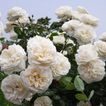 Starter Climbing Roses Live Plants, Rose Bushes Ready to Planting, No Pot, Cut Back, Well Rooted, 6-8 Months Old (White)