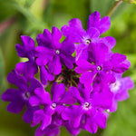 Set of 2 Live Purple Verbena Plants, Hardy Verbena Flowers, 4-8 Inches Tall, Ready for Planting