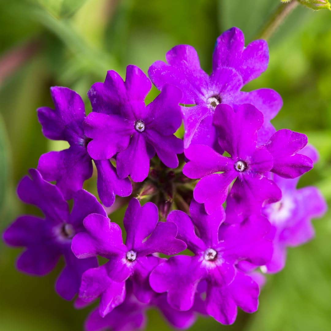 Set of 2 Live Purple Verbena Plants, Hardy Verbena Flowers, 4-8 Inches Tall, Ready for Planting