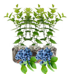 3 Blueberry Bush Live Plant to Grow, Blueberry Plants Live for Planting 5 to 9 Inch Tall, Sweet Blueberries Fruit for Home Garden (Top Hat Blueberry)