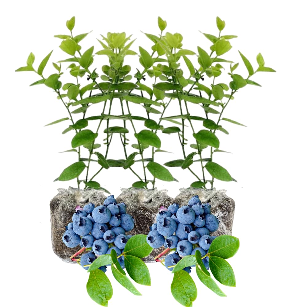 3 Blueberry Bush Live Plant to Grow, Blueberry Plants Live for Planting 5 to 9 Inch Tall, Sweet Blueberries Fruit for Home Garden (Top Hat Blueberry)