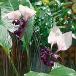 White Bat Tacca Plant in 4 Inch Pot, Indoor Plant with White Flowers, Perfect for Houseplant