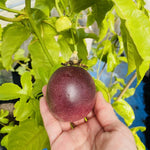 Purple Passionfruit Tree Live Plant, High Yield Passionfruit Vine, 5 to 9 Inch Tall Edible Passiflora Outdoor Garden, Perennial Coloful and Sweet Fruit