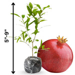 Starter Red Pomegranate Tree Live Plant, Cold Hardy Red Pomegranate 5-9" for Home Garden, Edible Fruit Trees, 5 Months Old