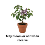 Fragrant Common Lilac Plant in 4 Inch Pot, Hardy Flowering Lilac Shrub, Fragrant Purple Blossoms