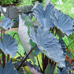 Colocasia Elephant Ears Live Plant, Alocasia Plant, Esculenta Taro Live Houseplant, 5-7 Inc Tall (Black Leaf and Stem)