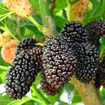Mulberry Plant Live to Grow 5 to 8 Inch Height, Sweet Mulberry Fruit Tree Live Plant, Mulberries Seedling (Illinois Everbearing Mulberry)