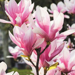Set of 2 Magnolia Trees Live, 8-12 Inches Tall Cuttings Hardy Fragrant Flowering Magnolia Plants for Outdoor Garden (Jane Magnolia)