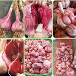 4 Red Garlic Bulbs for Planting XL Jumbo Size in Spring, High Yield Hardneck Garlic Cloves Seeds, Fresh, Cold Hardy and Fast Growing, Various Varieties