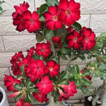 Pack 2 Red Desert Rose Plants Live, Hardy Adenium Obesum Succulent, Vibrant Blooms for Indoor and Outdoor 4-7 Inch