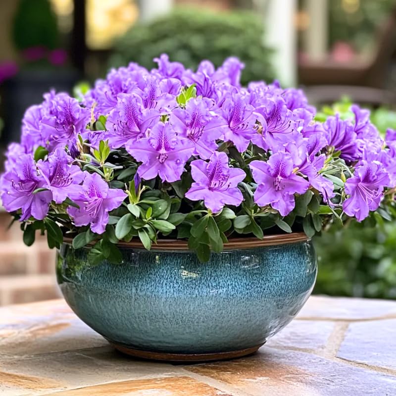 Purple Azalea Live Plant, Rhododendron Flowering Shrub for Outdoor Planting, 10 Inches Tall, Hardy Azalea Bush for Landscape and Garden