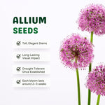 3 Allium Bulbs for Planting, Purple Ornamental Flower Bulbs, Allium Flower Bulbs for Garden Beds, Borders, Rock Gardens or Landscape Planting