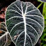 Black Velvet Alocasia Plant Live, Rare Tropical Alocasia Indoor Houseplant 4-7 Inches