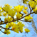 Magnolia Tree Live Plant 12 to 18 Inch Tall, Fragrant Magnolia Plant Live, Magnolia Bush Live Plant in Gallon Pot (Yellow Bird Magnolia)
