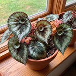 Escargot Begonia Plant Live 4-6 Inches, Starter Begonia Well Rooted, Colorful Foliage Plant for Indoor Decor and Patio Pots