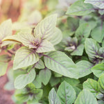 Basil Plant Live, Fragrant, Flavorful Herb for Indoor Outdoor Gardens, Well Rooted Plant 4-7 Inches (Blue Basil)