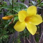 2 Yellow Mandevilla Plants Live, 4-6'' Tall, Mandevilla Flower Plants, Vibrant Flowers Plant for Outdoor Growing