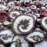 2 Begonia Live Plants Outdoor, Angel Wing Begonia Maculata Plants Live, 5-9" Tall, Ornamental Foliage Houseplant for Home or Office (Silver Green)