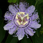 Light Lavender Passion Flower Plant Live, Passiflora Flowering Vine, Trailing Passion Flowers 4 to 8 Inch Tall