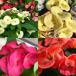 2 Euphorbia Milii Mixed Crown of Thorns Plant Live, Cold Hardy Succulent Houseplant 4-7" Tall with Constant Blooms