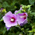 Althea Rose of Sharon Plant Live Bareroot 6-13 Inc, in Pot, Hibiscus Syriacus Flowers Ready to Grow (Pink Rose of Sharon)