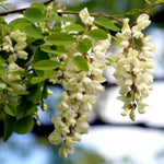 2 Black Locust Trees Bare Roots, Fragrant Shade Tree Seedlings 6–8 Inches Tall, Cold Hardy Black Locust Seedlings for Landscaping, Garden and Patio, Zones 3-8