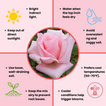 Rose Live Plant, Roses Flower Plant, Fragrant Flower for Planting, 4-6 Inches Tall, Bush Shrub Plants, Well Rooted, Ready to Grow (Orange Rose)
