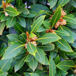 Bay Leaf Tree Live Plant, Laurus Nobilis Sweet Bay Laurel, 6-10" Tall in 4" Pot, Fragrant Culinary Herb Tree