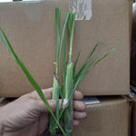 1 Big Lemon Grass Plants for Outside, Lemongrass Plants Live, No Pot, Well Rooted, Trim Back, Fresh Fragrant Lemon Grass Stalks Plants for Outside Live