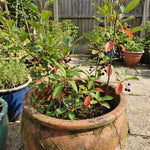 Chokecherry Plant Live in 5 Inch Pot, White Flowering Berry Shrub 5-10 Inches, Live Berry Plants for Outdoor Garden