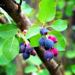 Serviceberry Live Plant, 12-18 Inch Tall Tree in Quart Pot, Edible Berry Tree and Ornamental Shrub for Garden or Landscape