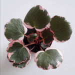 Variegated Strawberry Geranium Live Plant, Rare Saxifraga Tricolor Plant, Indoor Houseplant Starter