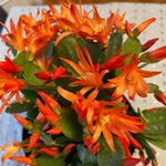 Orange Easter Cactus Plant Live 4-7 Inches, Spring Easter Cactus, Vibrant Seasonal Blooms for Indoor Planting