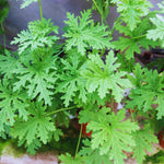 4 Citronella Plants Live, 4 to 6 Inches Long, Live Citronella Plant, Citronella Live Plants Citronella Starter Plant for Garden